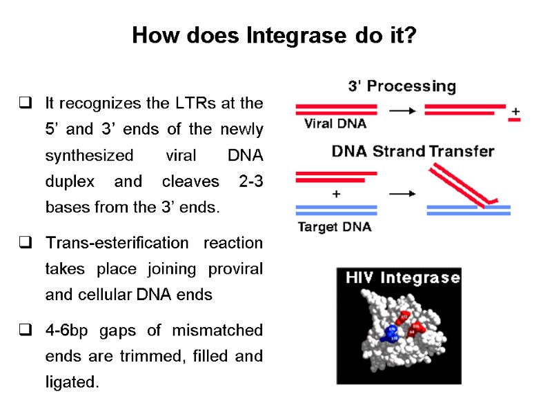 How does Integrase do it?   It recognizes the LTRs at the 5’